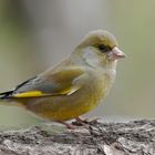   - GRÜNFINK - ( Carduelis chloris )