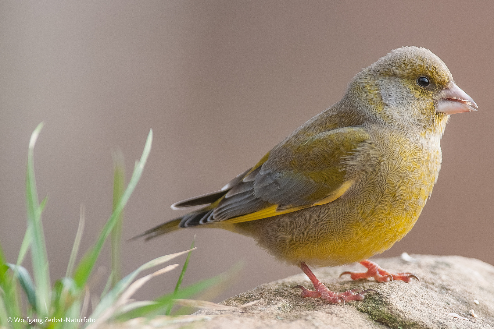 Grünfink ( Carduelis chloris )