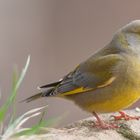 Grünfink ( Carduelis chloris )