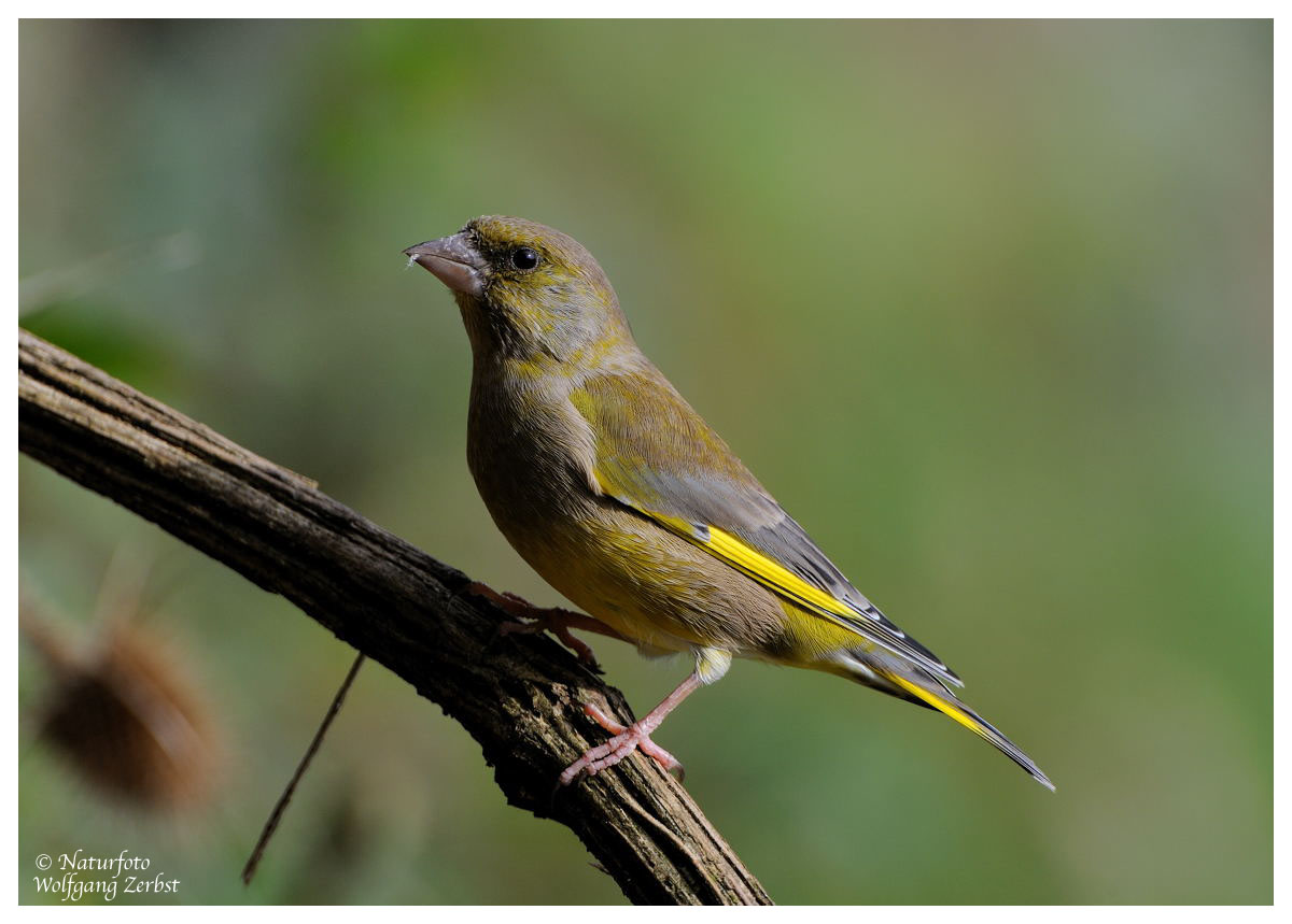 --- Grünfink --- ( Carduelis chloris )