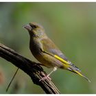 --- Grünfink --- ( Carduelis chloris )