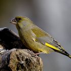 Grünfink (Carduelis chloris)