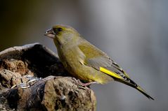 Grünfink (Carduelis chloris)