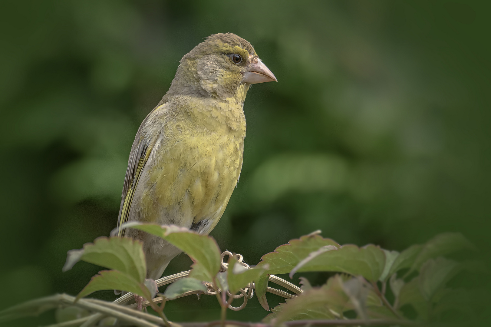   Grünfink  (Carduelis chloris)