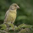   Grünfink  (Carduelis chloris)