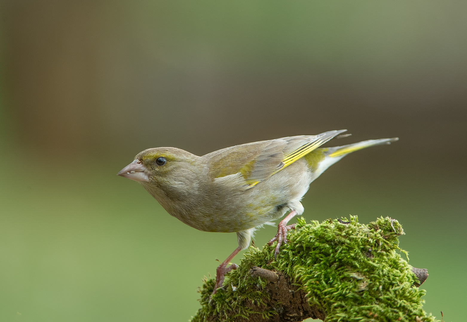   - GRÜNFINK -  ( Carduelis chloris )