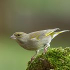   - GRÜNFINK -  ( Carduelis chloris )