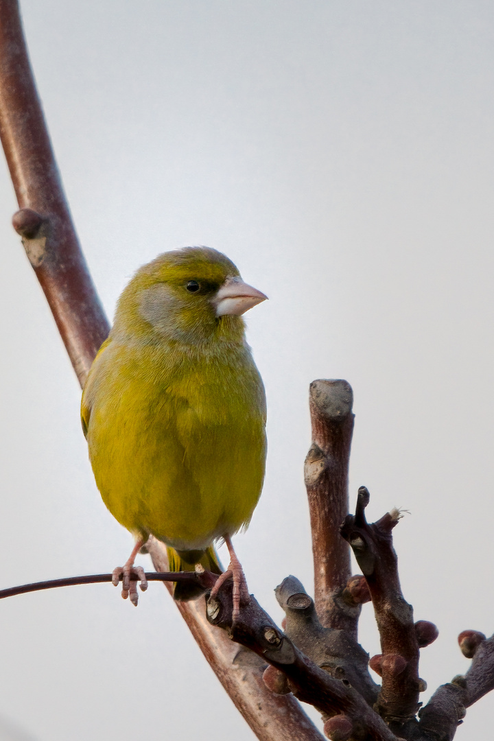 Grünfink - Carduelis chloris