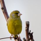 Grünfink - Carduelis chloris