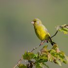 Grünfink ( Carduelis chloris )