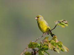 Grünfink ( Carduelis chloris )