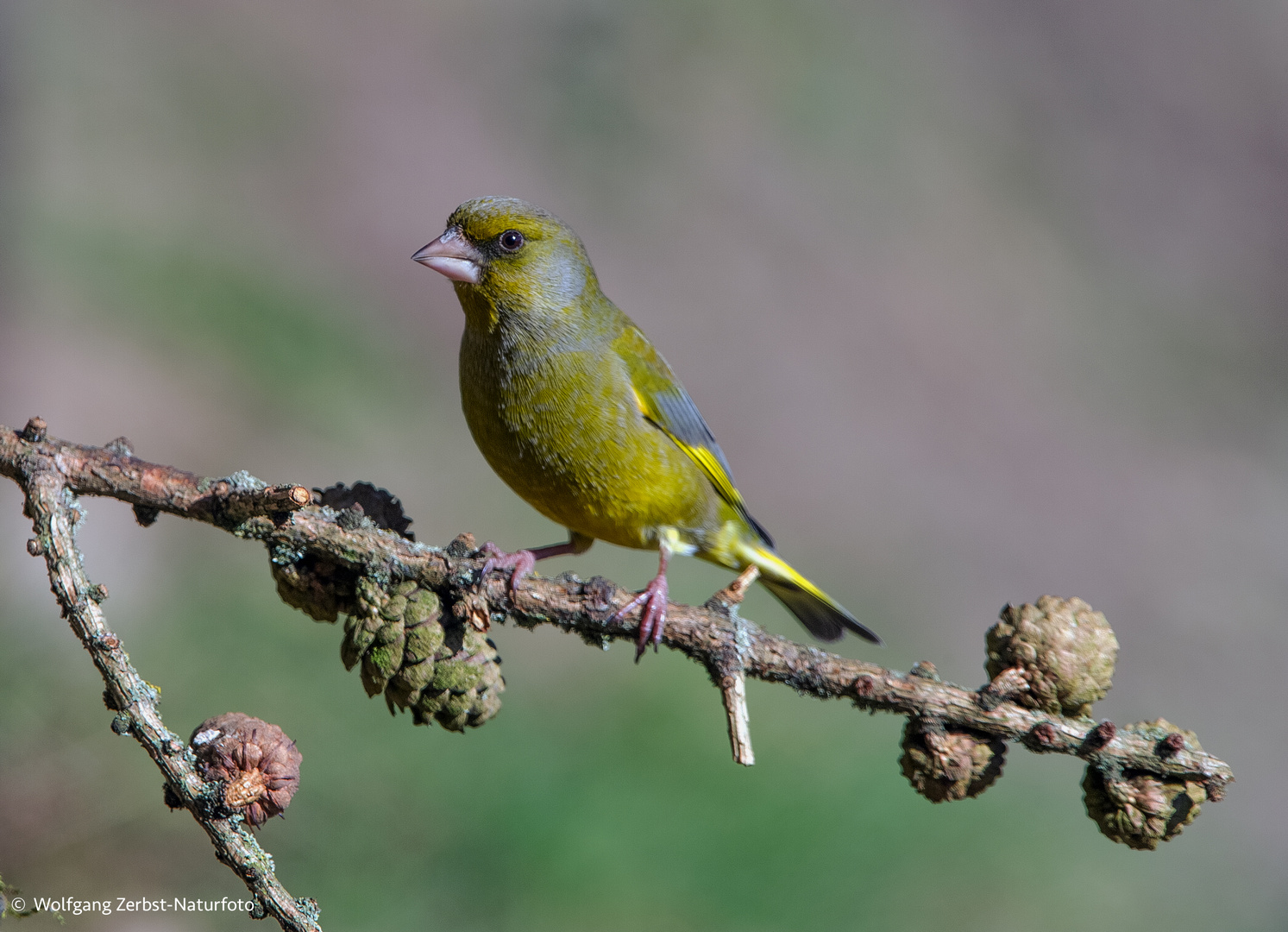   - GRÜNFINK -  ( Carduelis chloris )