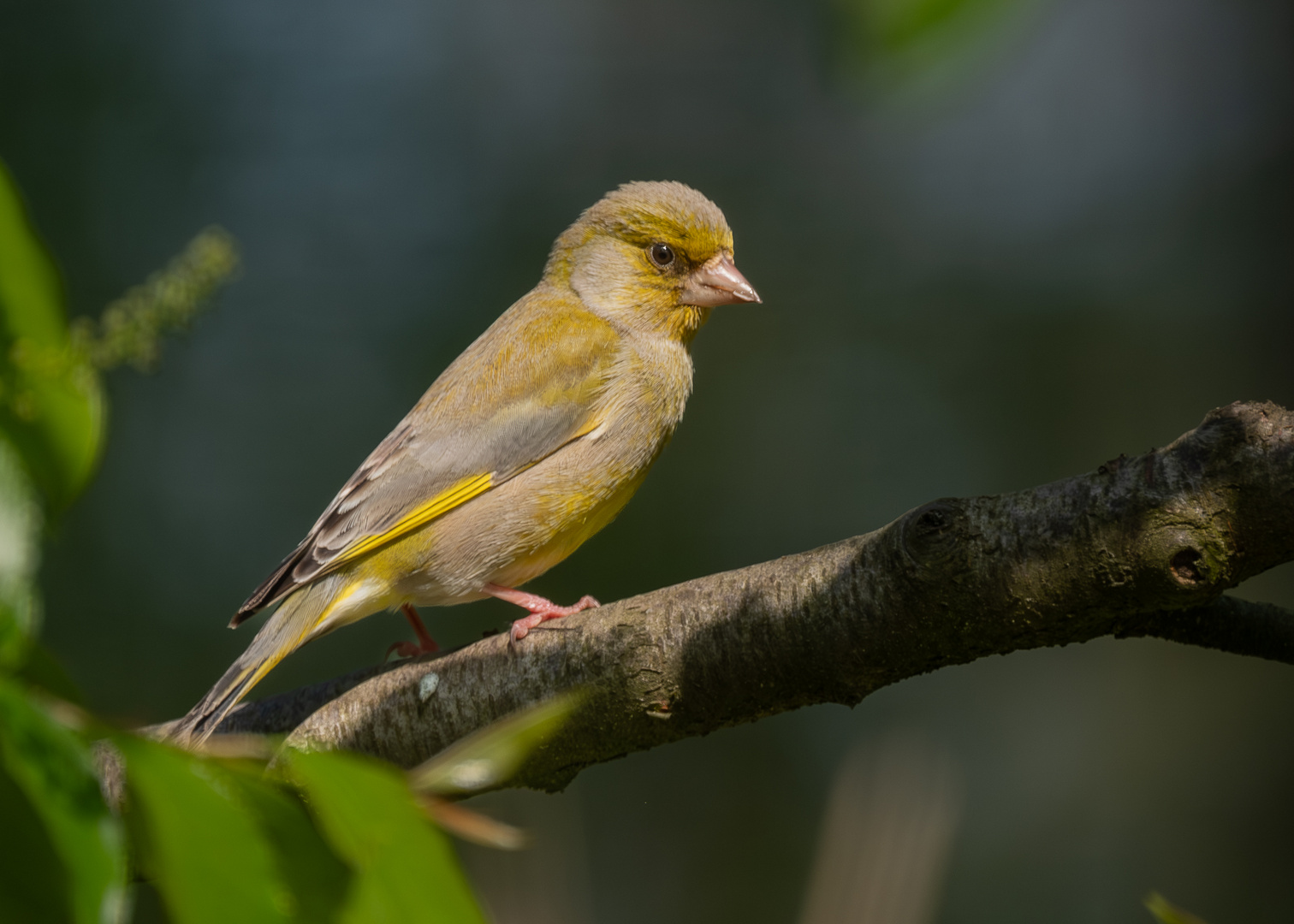 Grünfink (Carduelis chloris)