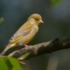 Grünfink (Carduelis chloris)