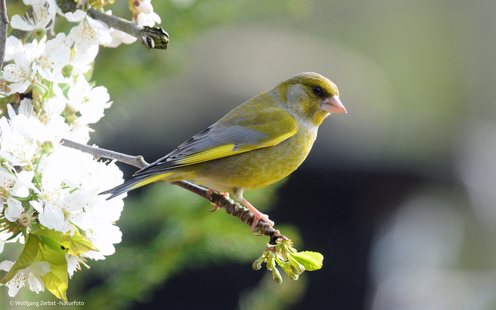 --- Grünfink ---     ( Carduelis chloris )