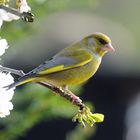 --- Grünfink ---     ( Carduelis chloris )