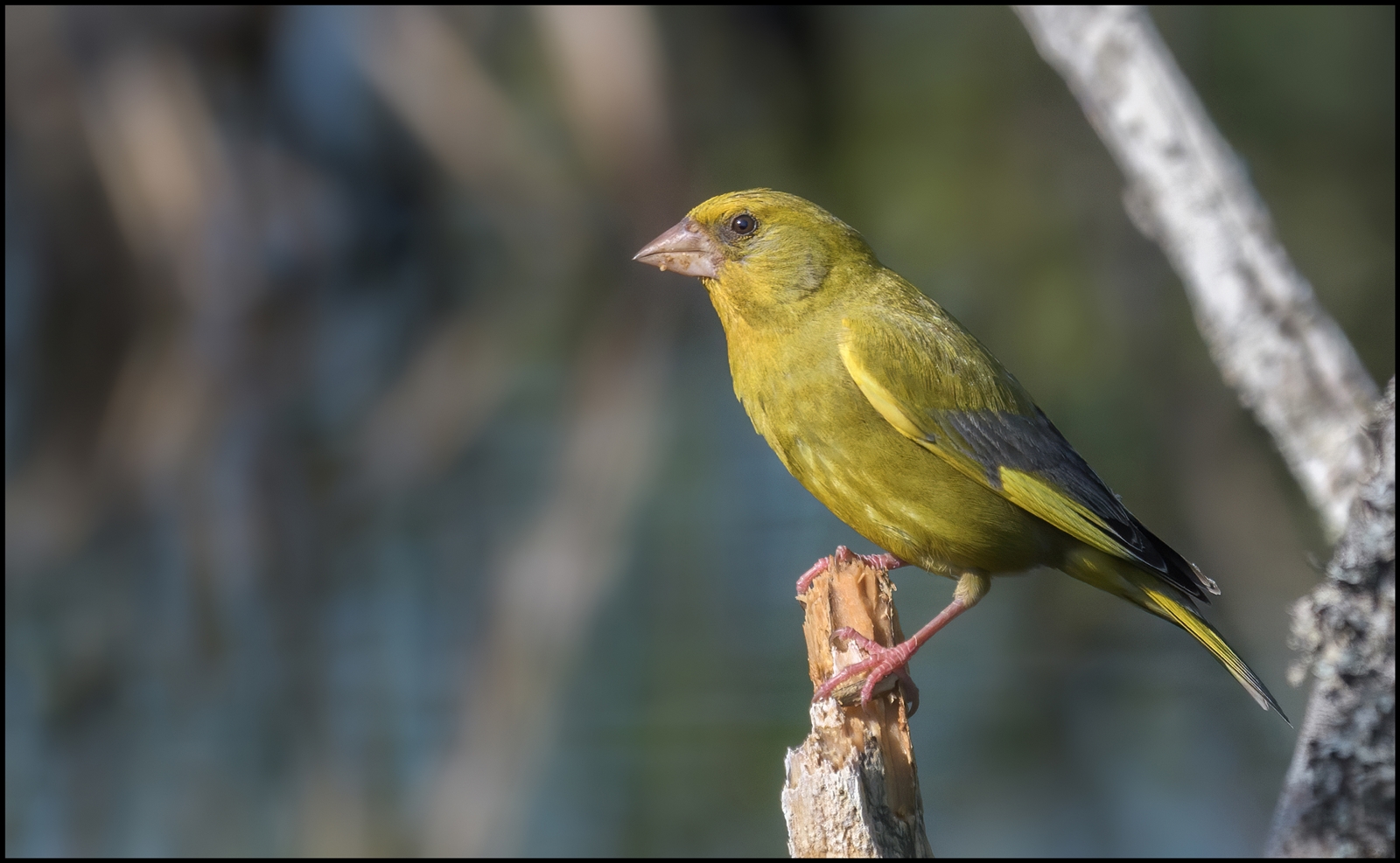 Grünfink (Carduelis chloris)