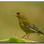 Grünfink - Carduelis chloris