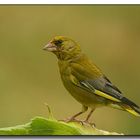 Grünfink - Carduelis chloris