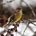 Grünfink ( Carduelis chloris)