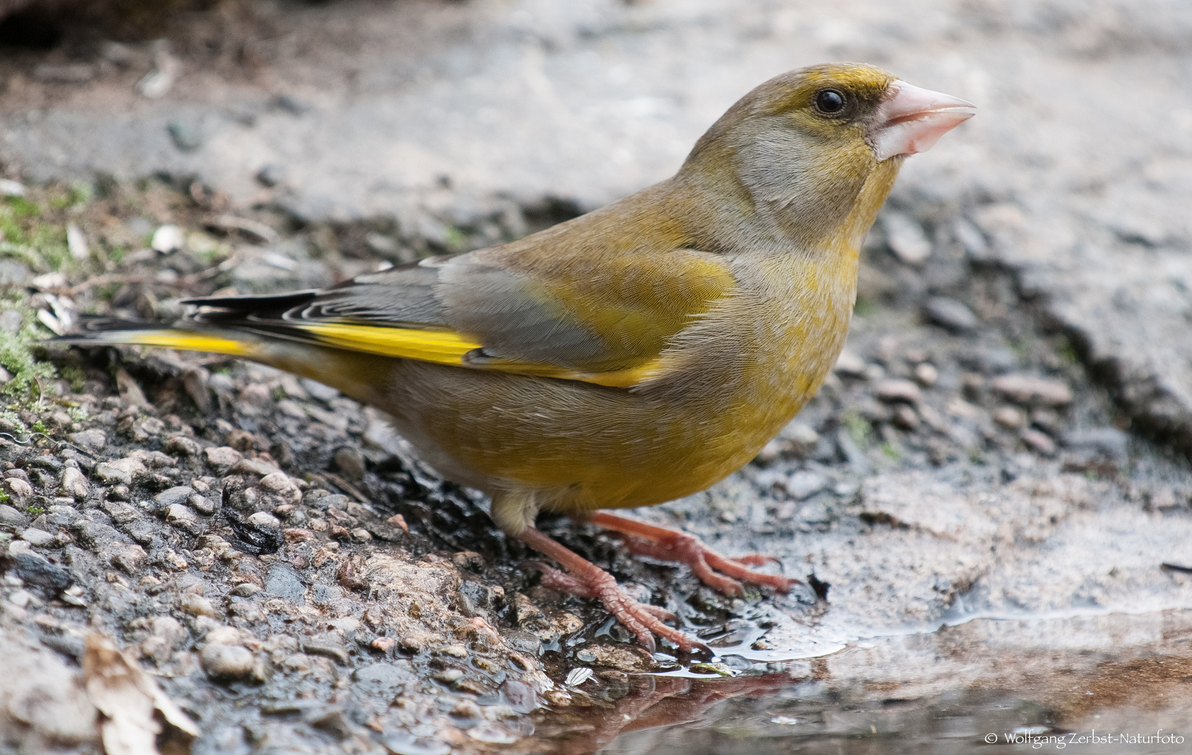  - GRÜNFINK -   ( Carduelis chloris )