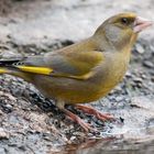  - GRÜNFINK -   ( Carduelis chloris )