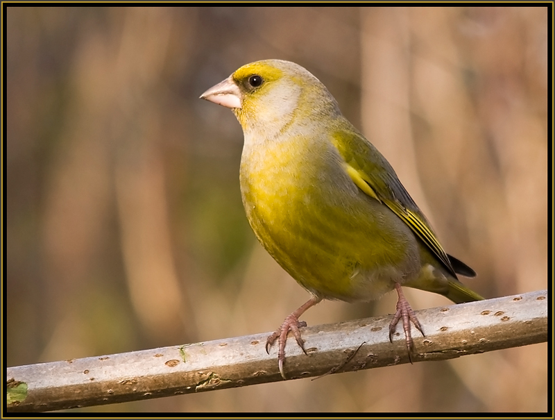 Grünfink (Carduelis chloris)