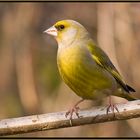 Grünfink (Carduelis chloris)