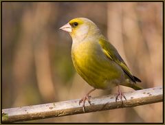 Grünfink (Carduelis chloris)