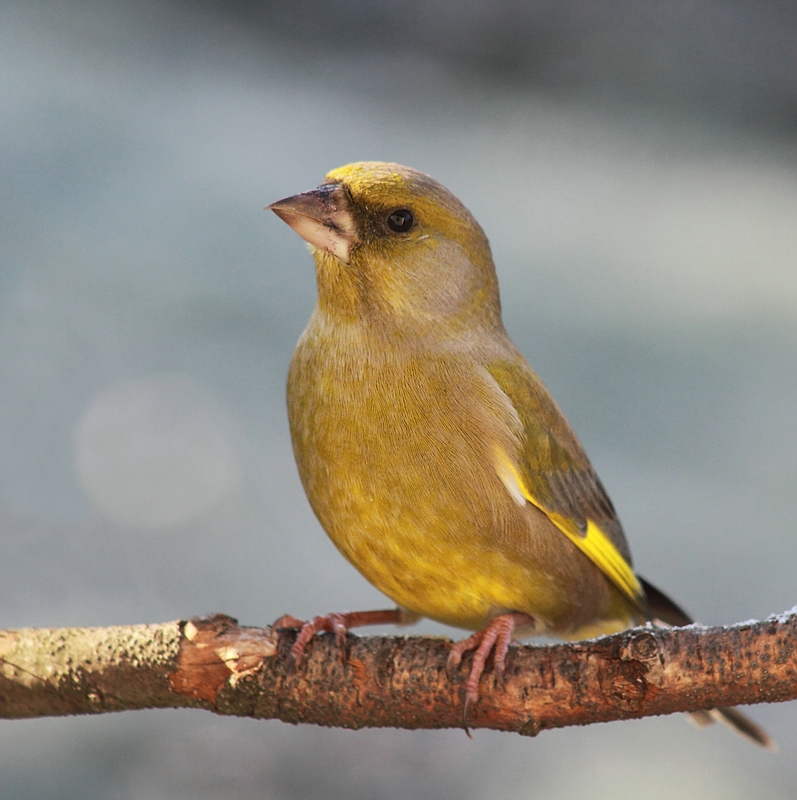 Grünfink (Carduelis chloris)