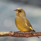 Grünfink (Carduelis chloris)