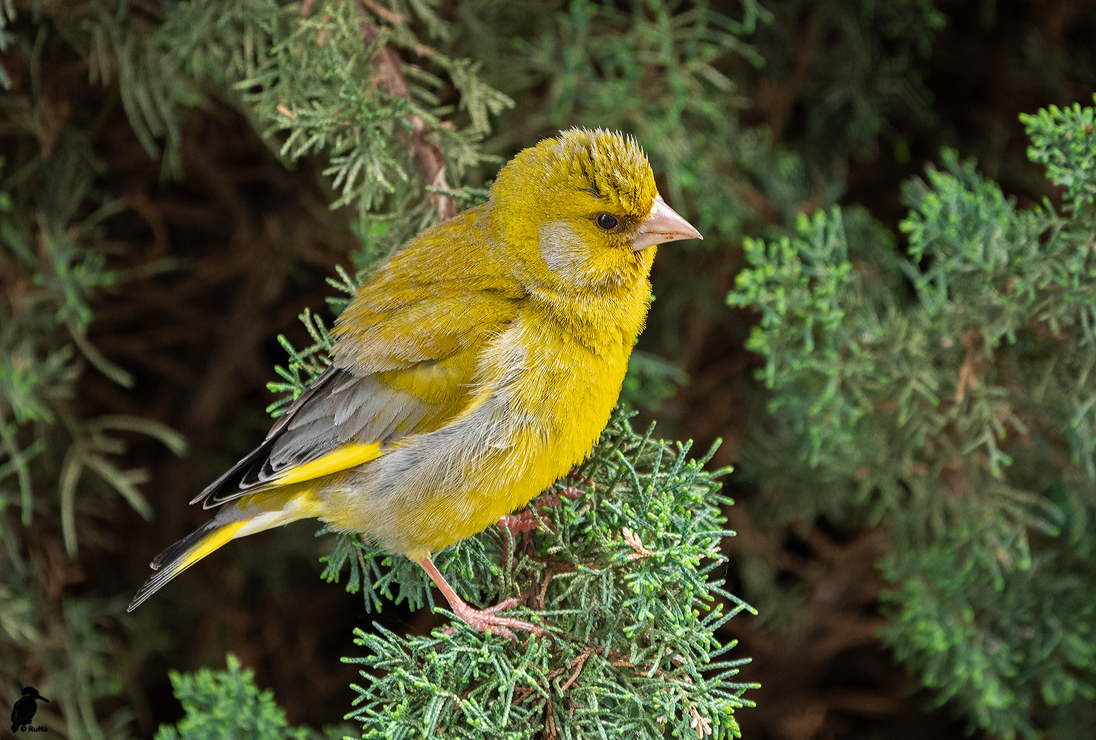 Grünfink - Carduelis chloris