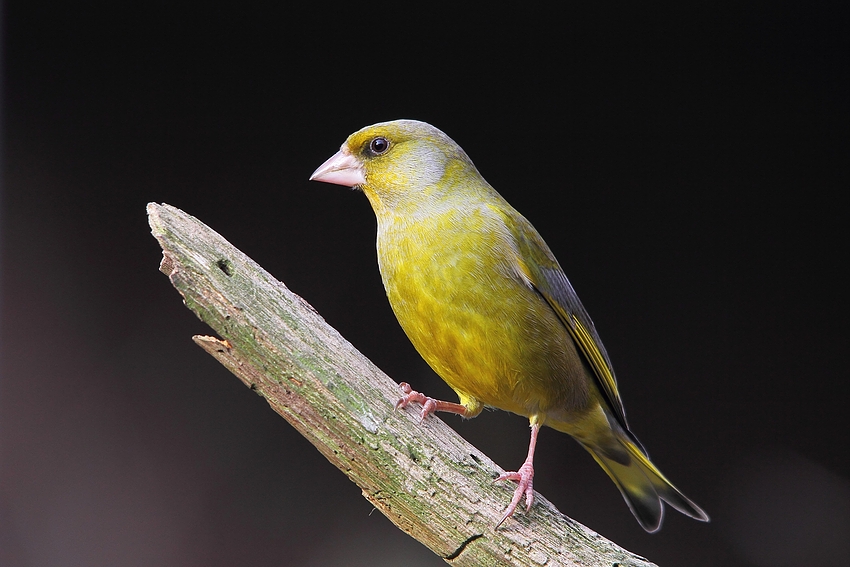 Grünfink (Carduelis chloris)