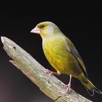 Grünfink (Carduelis chloris)