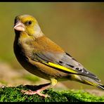 - Grünfink - ( Carduelis chloris )