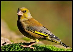 - Grünfink - ( Carduelis chloris )