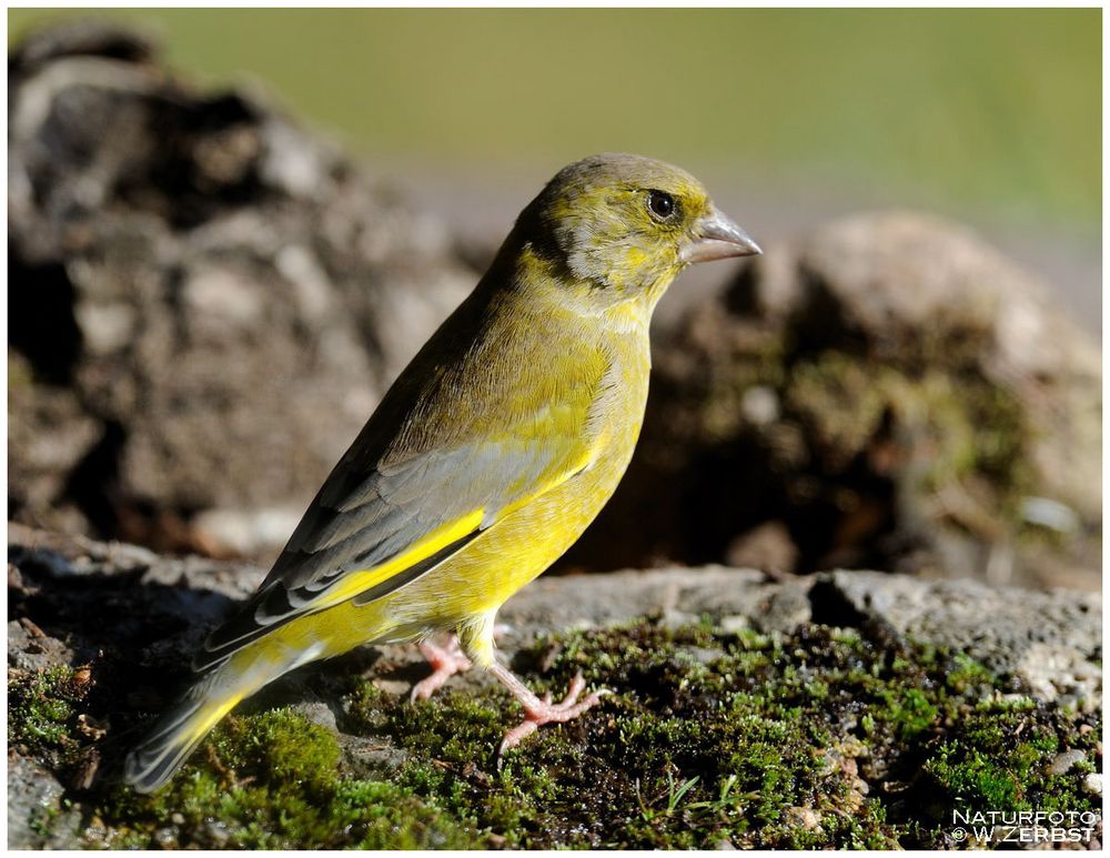 - Grünfink - ( Carduelis chloris )