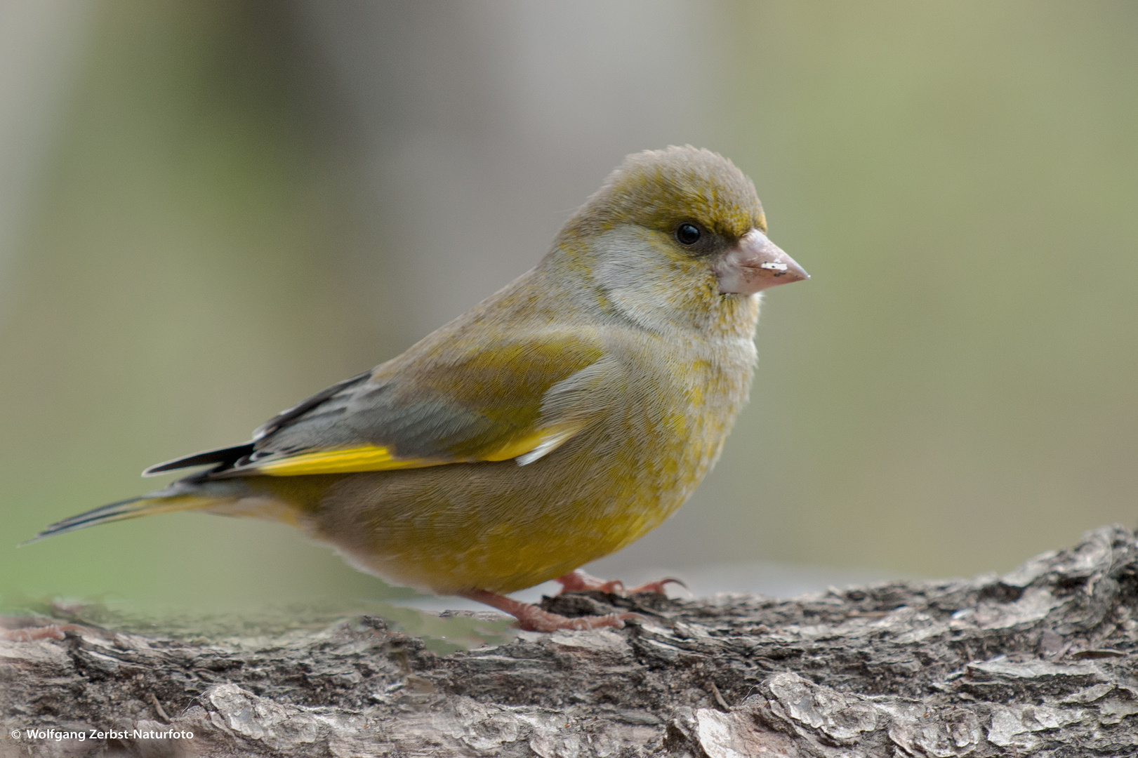 --- Grünfink ---   ( Carduelis chloris )