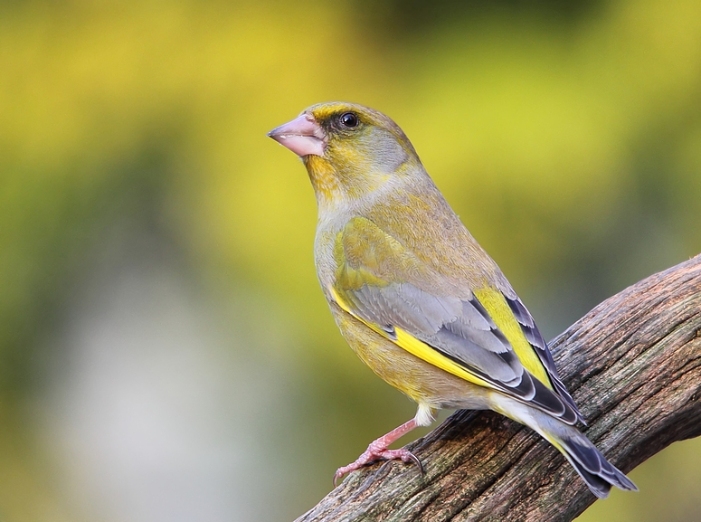 Grünfink (Carduelis chloris)