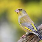 Grünfink (Carduelis chloris)