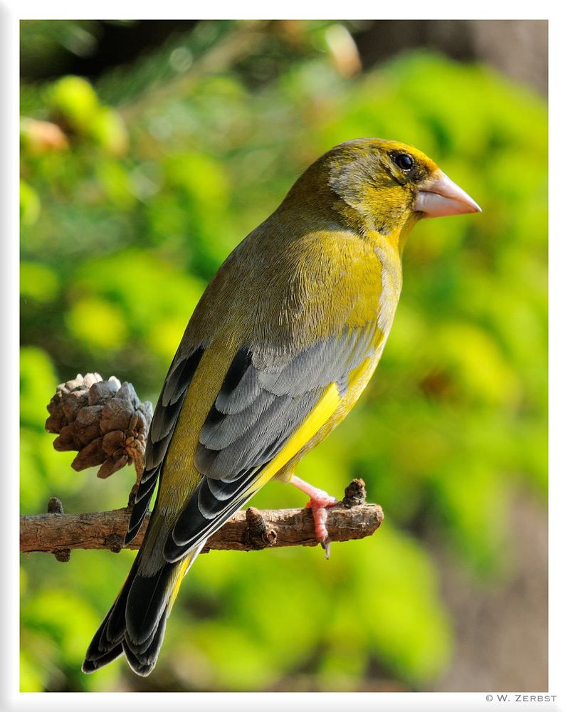 - Grünfink - ( Carduelis chloris )