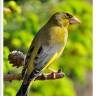 - Grünfink - ( Carduelis chloris )