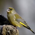 Grünfink (Carduelis chloris) am Futterplatz