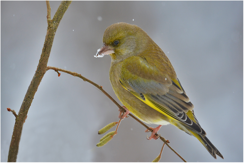 Grünfink - Carduelis chloris