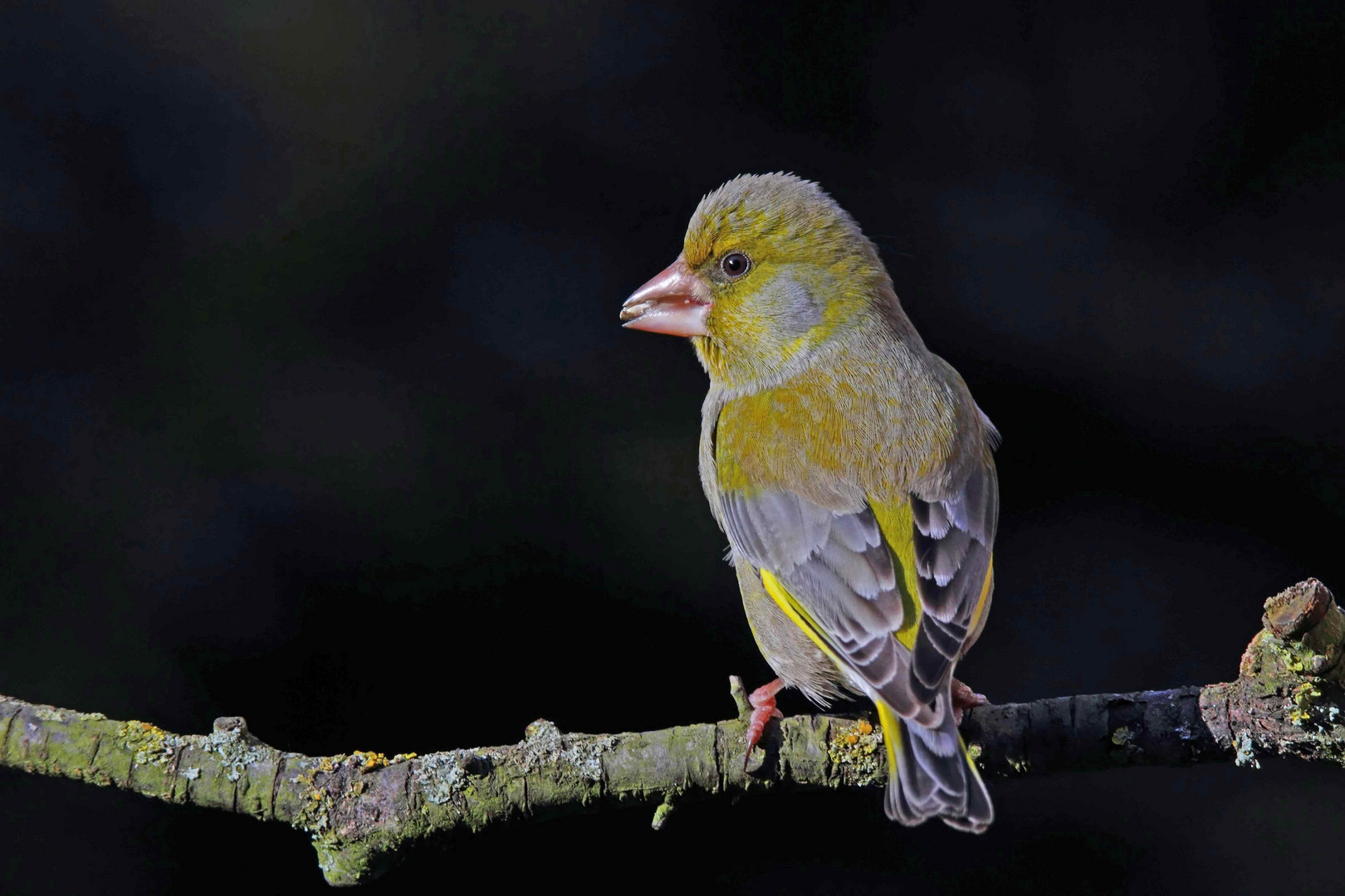 Grünfink (Carduelis chloris)