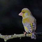 Grünfink (Carduelis chloris)