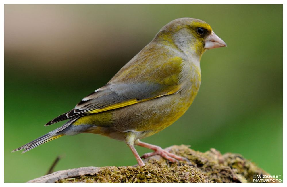 - Grünfink - ( Carduelis chloris )