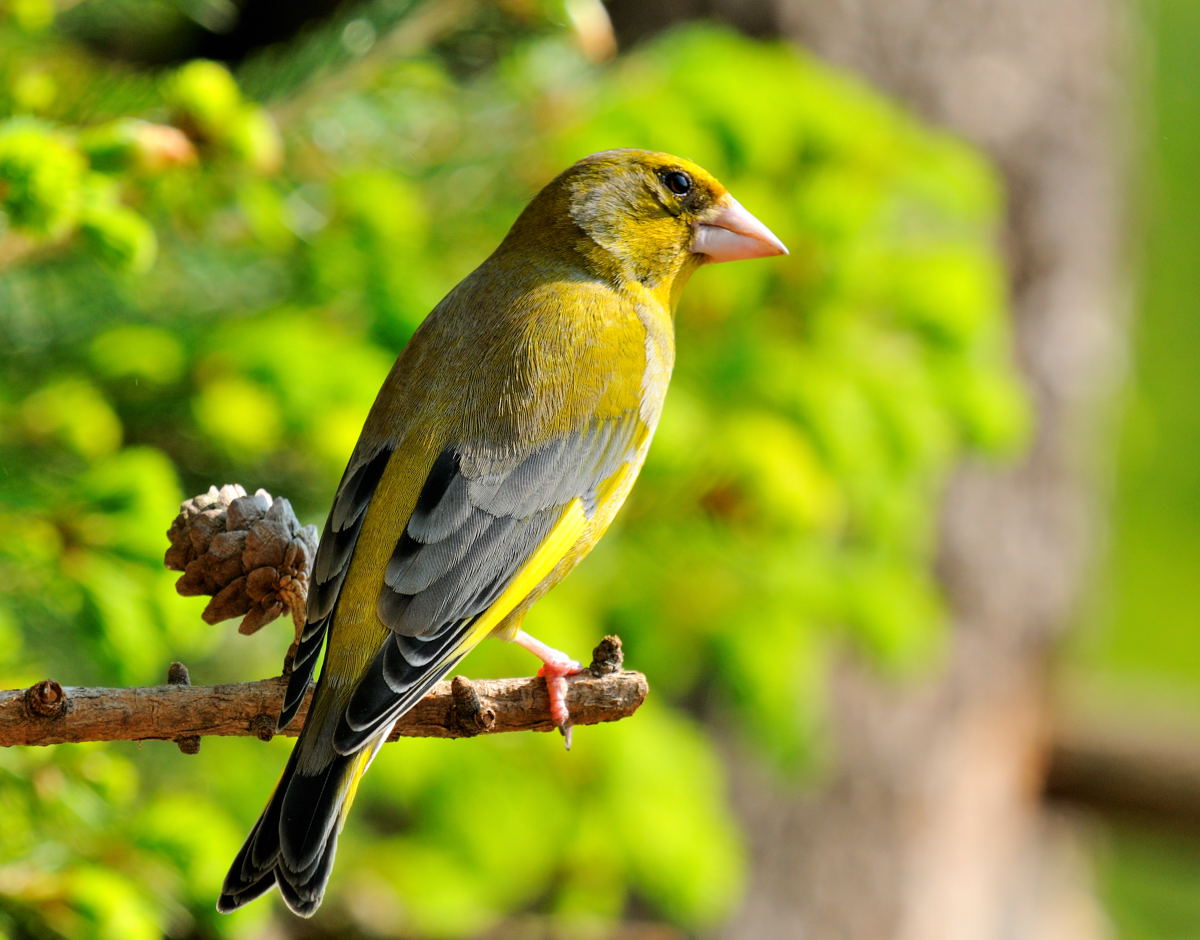 - Grünfink - ( Carduelis chloris )