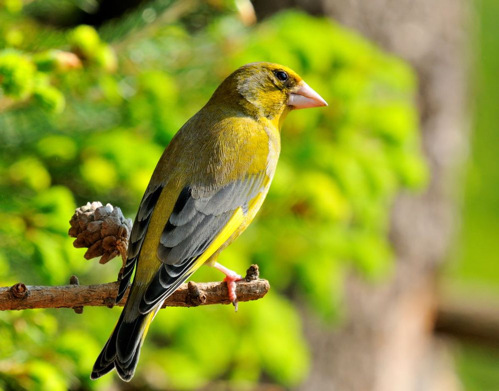 - Grünfink - ( Carduelis chloris )