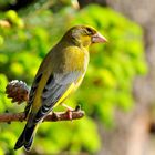 - Grünfink - ( Carduelis chloris )